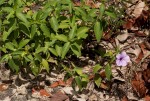 Barleria mackenii
