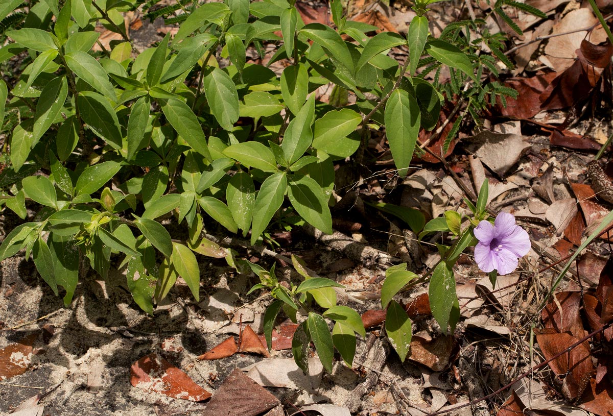 Barleria mackenii