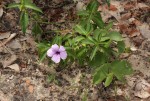 Barleria mackenii