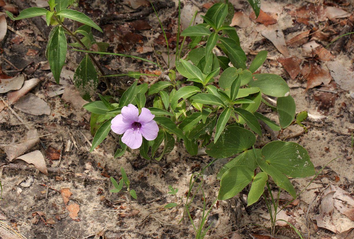 Barleria mackenii