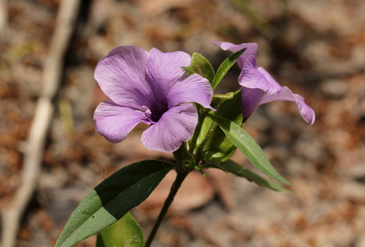 Barleria mackenii