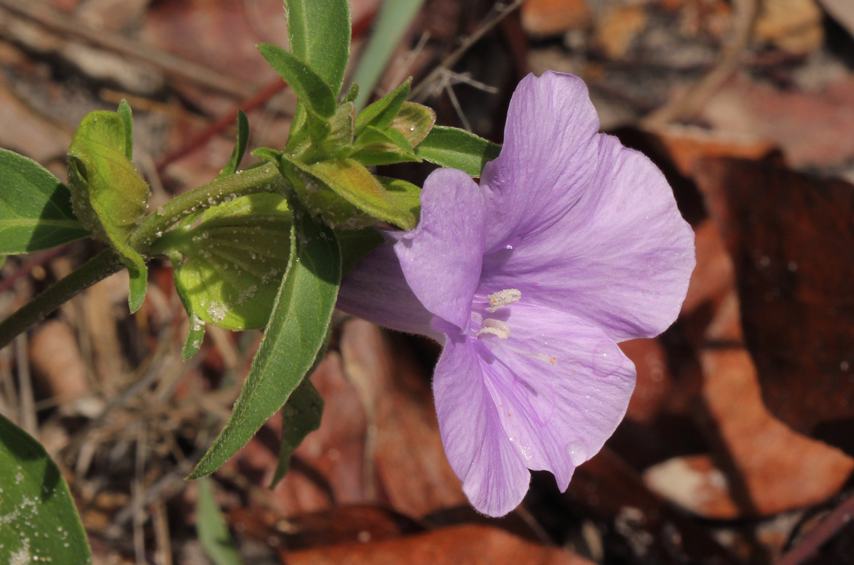 Barleria mackenii