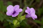 Barleria mackenii