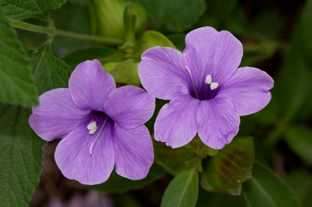 Barleria mackenii Barleria mackenii