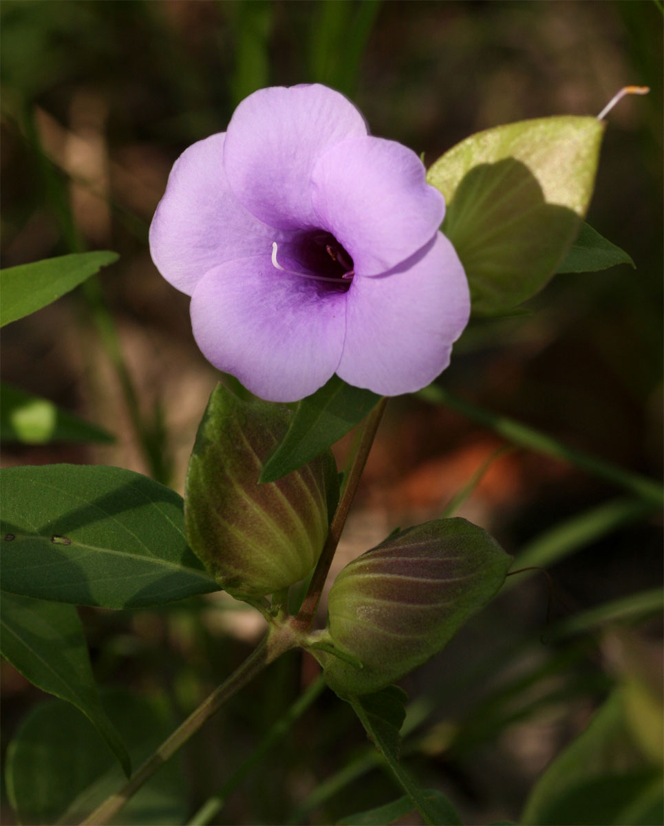 Barleria mackenii