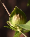 Barleria mackenii