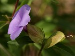 Barleria mackenii