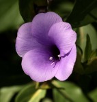 Barleria mackenii