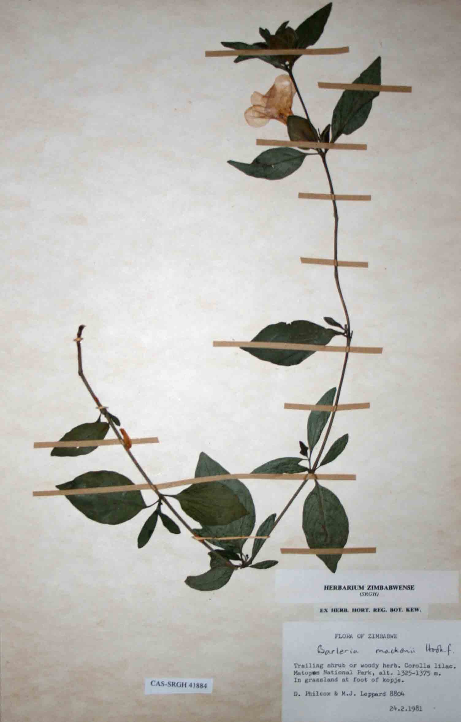 Barleria mackenii Barleria mackenii