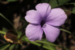 Barleria mackenii