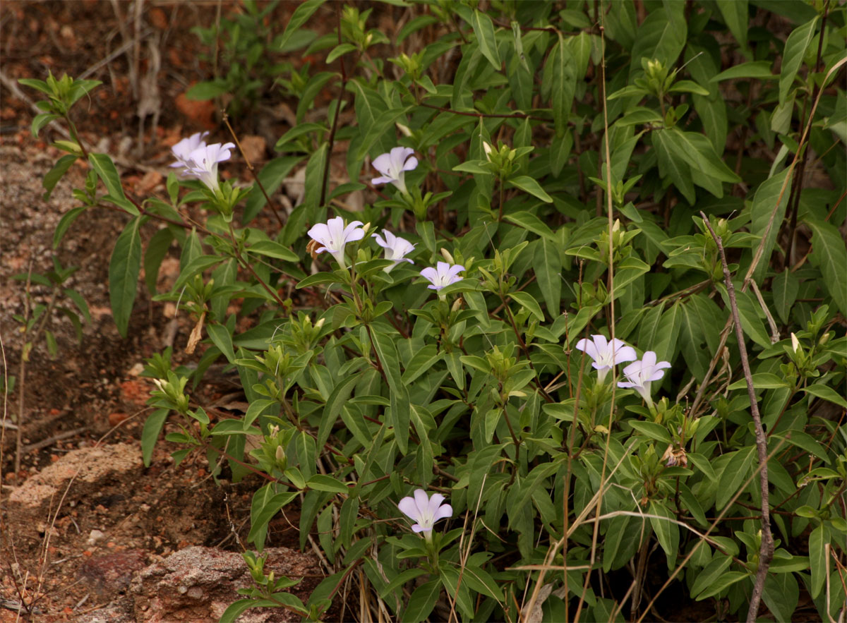 Barleria matopensis