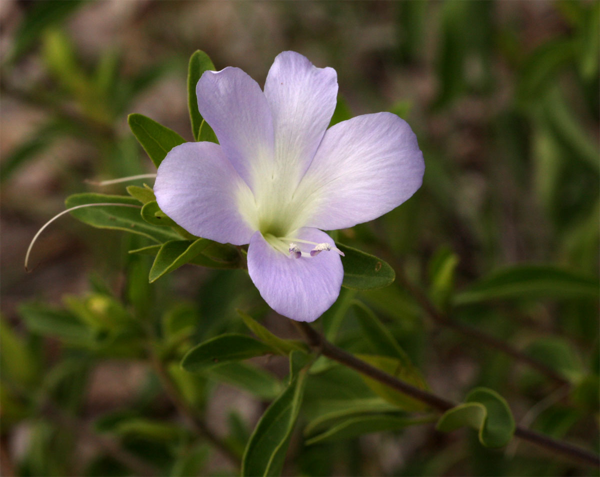 Barleria matopensis