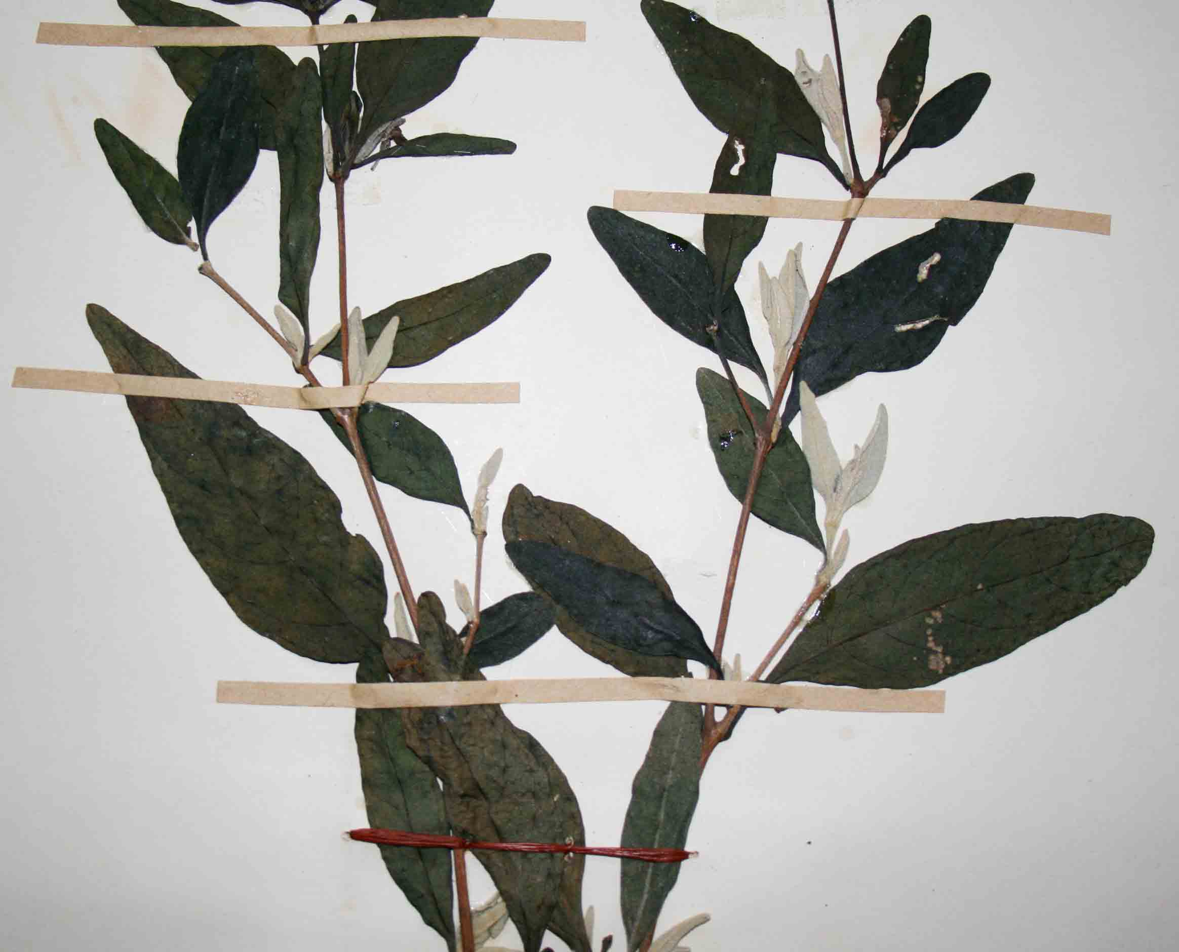 Barleria matopensis Barleria matopensis