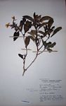 Barleria ameliae