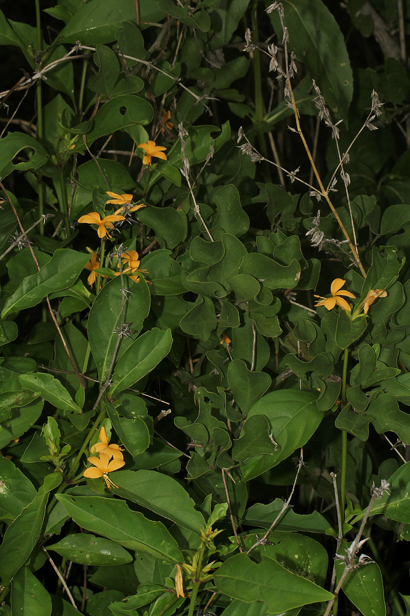 Barleria ameliae Barleria ameliae