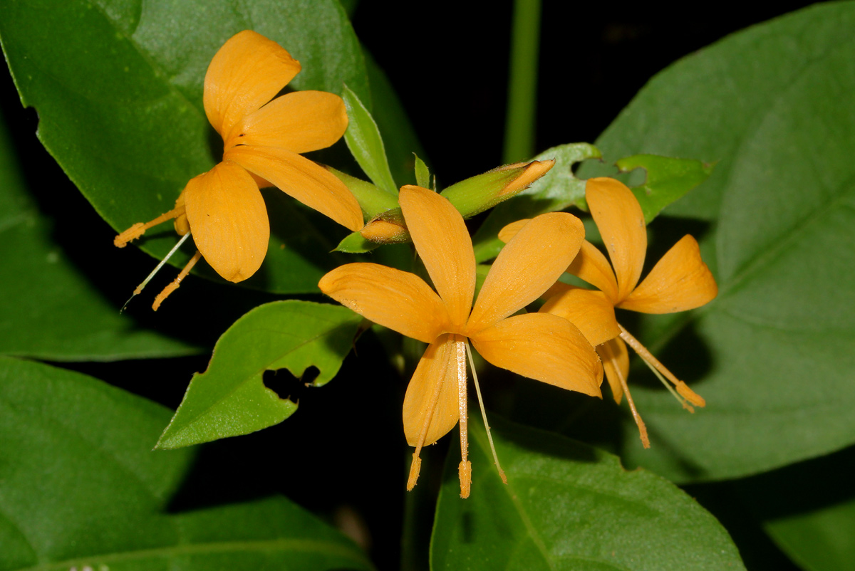 Barleria ameliae Barleria ameliae