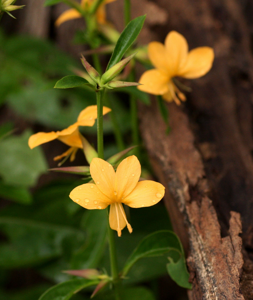 Barleria ameliae Barleria ameliae