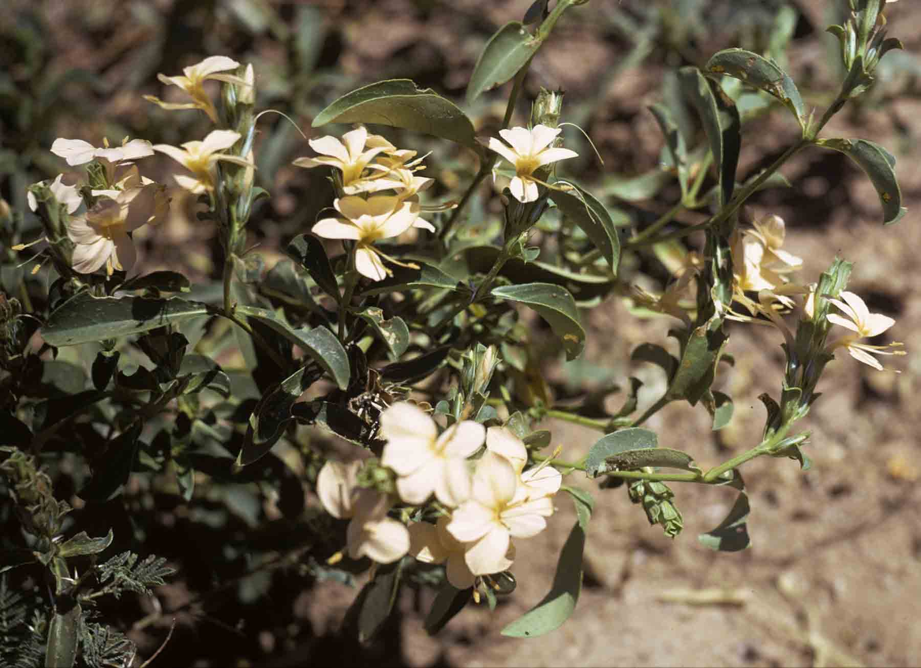 Barleria senensis