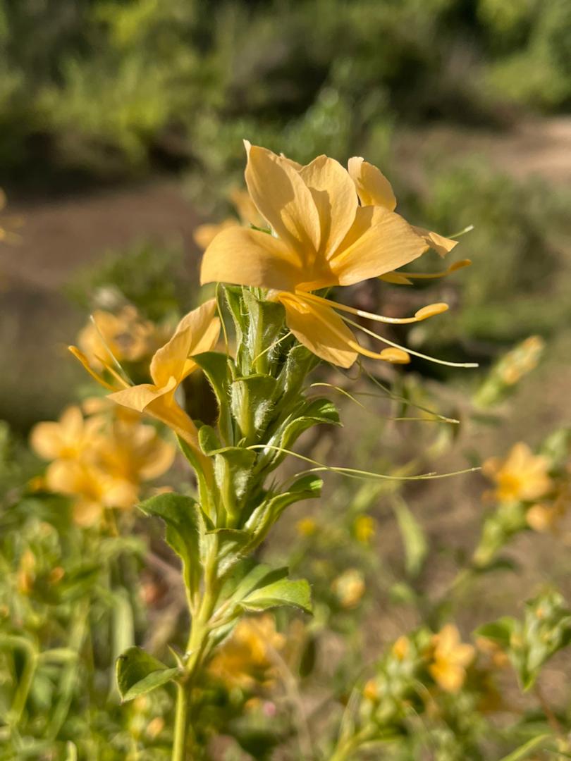 Barleria senensis