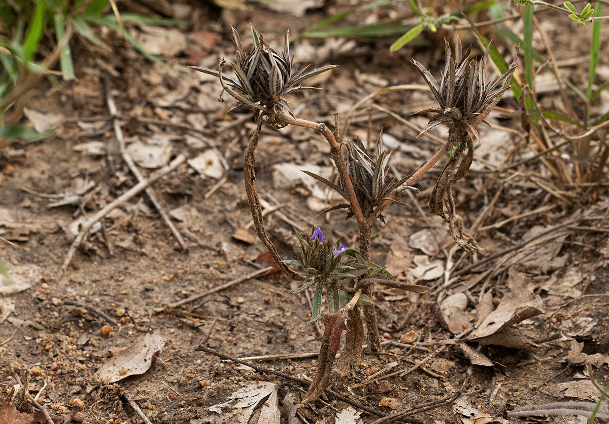 Blepharis leendertziae