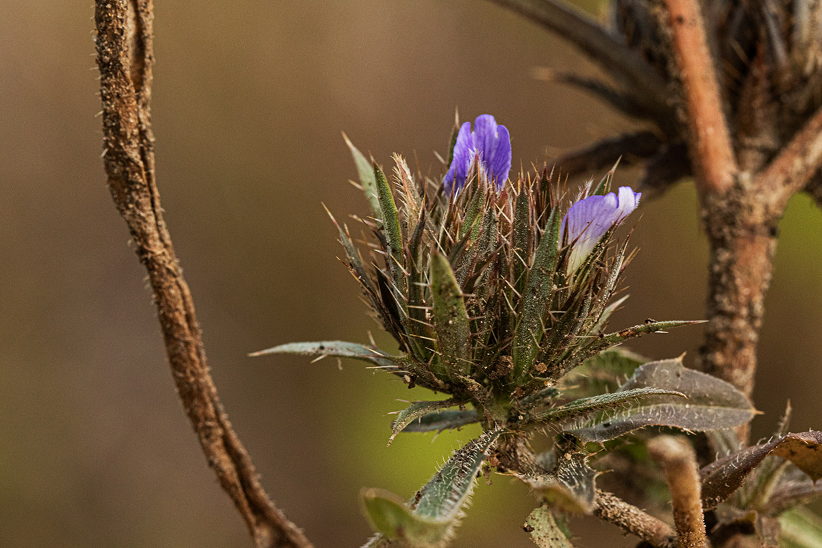 Blepharis leendertziae