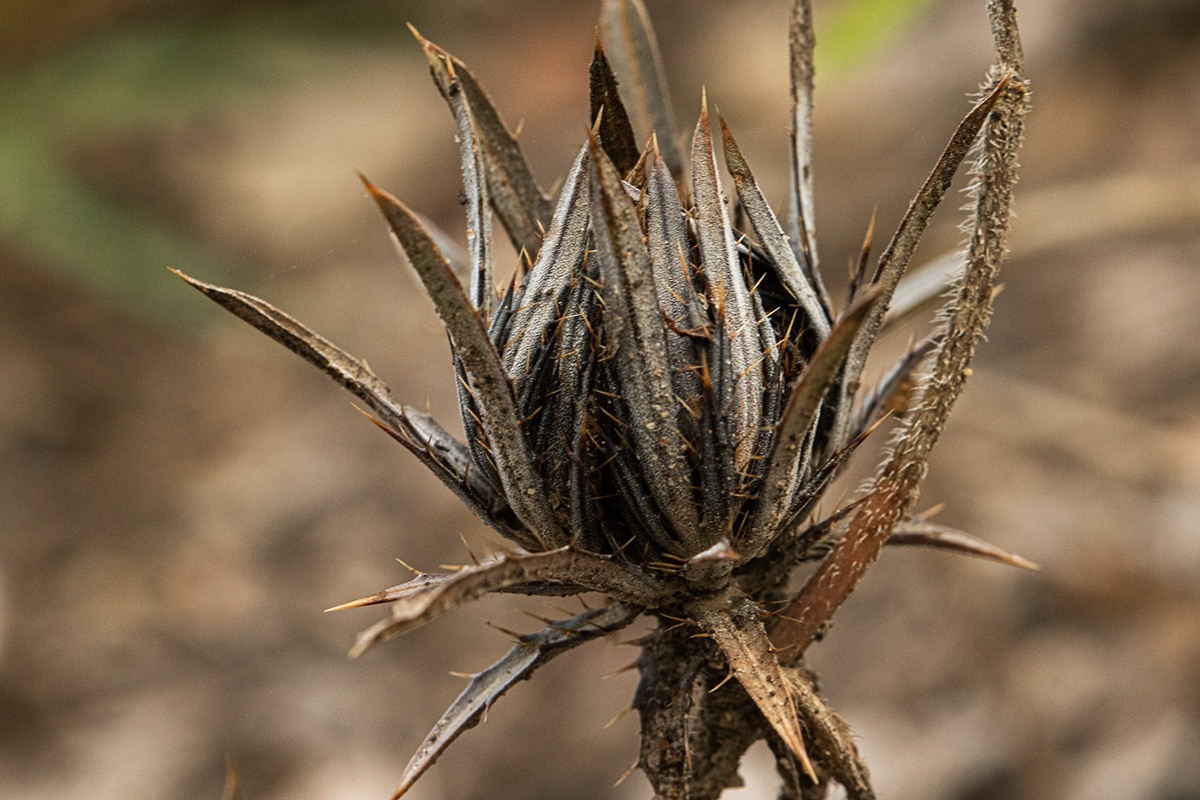 Blepharis leendertziae