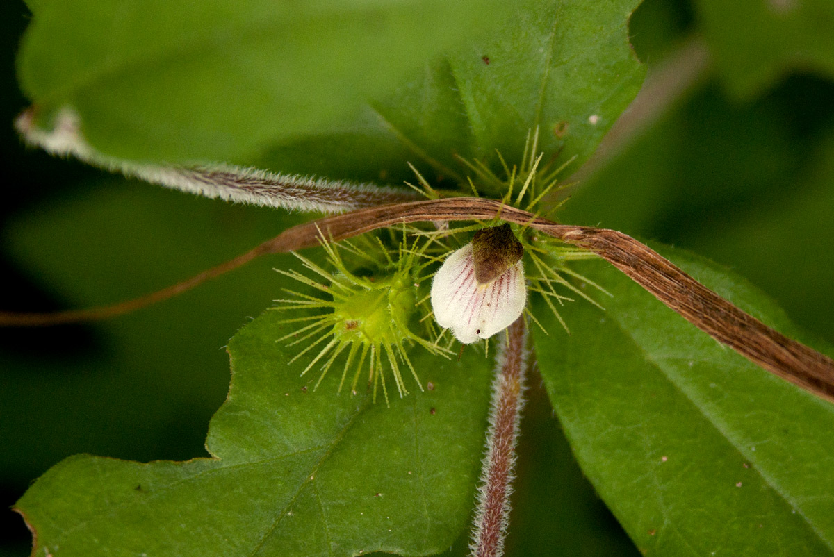 Blepharis maderaspatensis