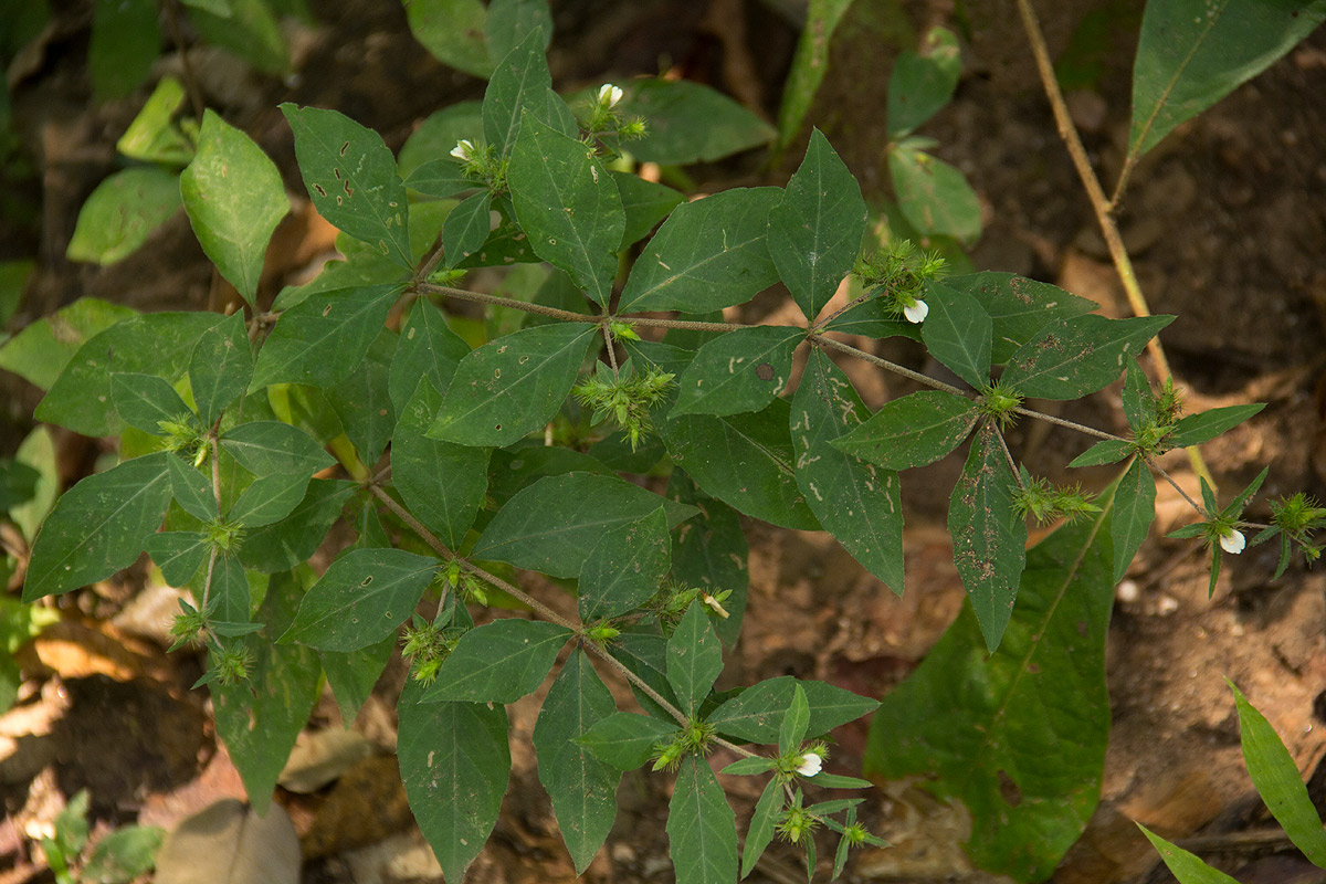 Blepharis maderaspatensis Blepharis maderaspatensis