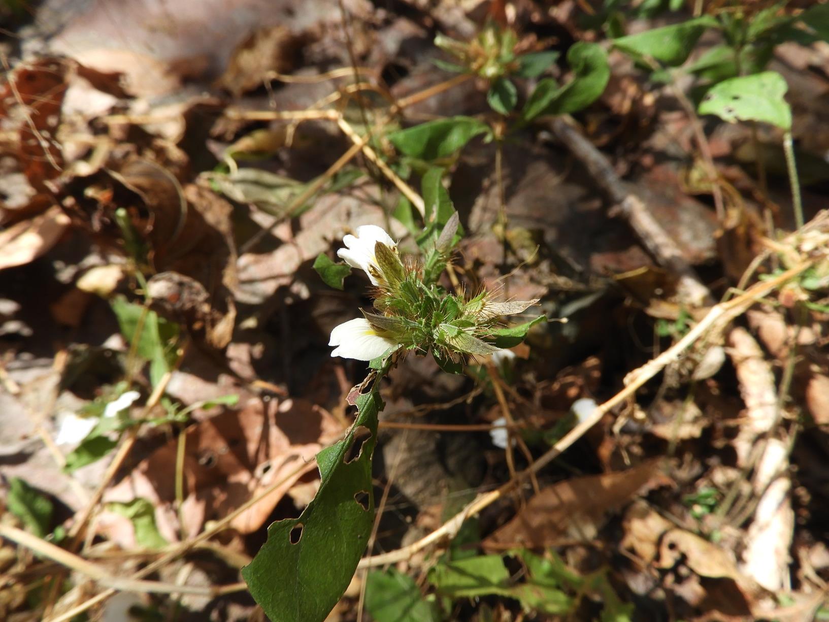 Blepharis maderaspatensis