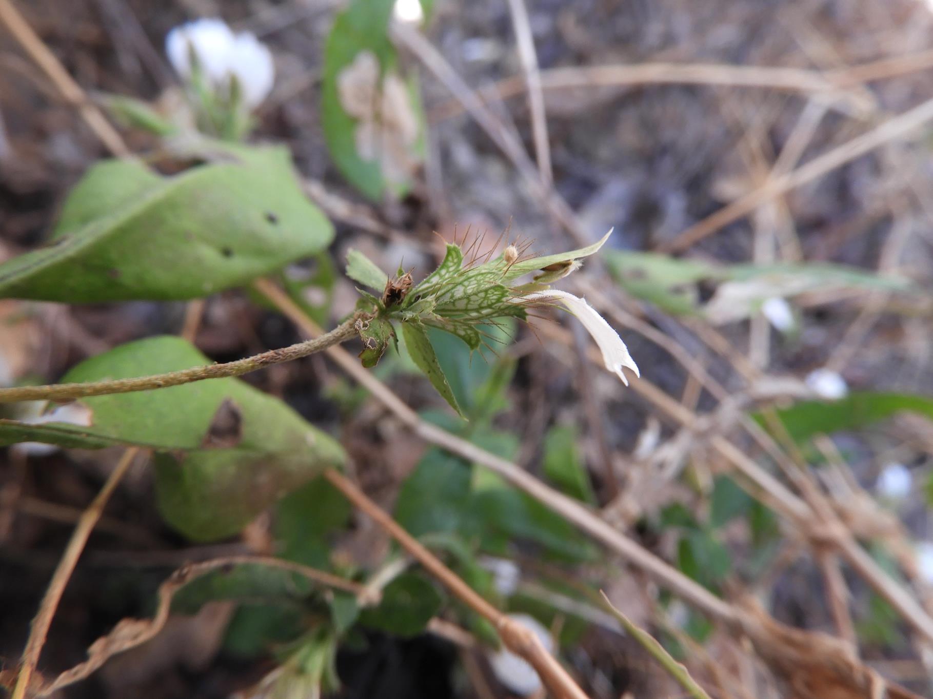 Blepharis maderaspatensis