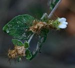 Blepharis maderaspatensis