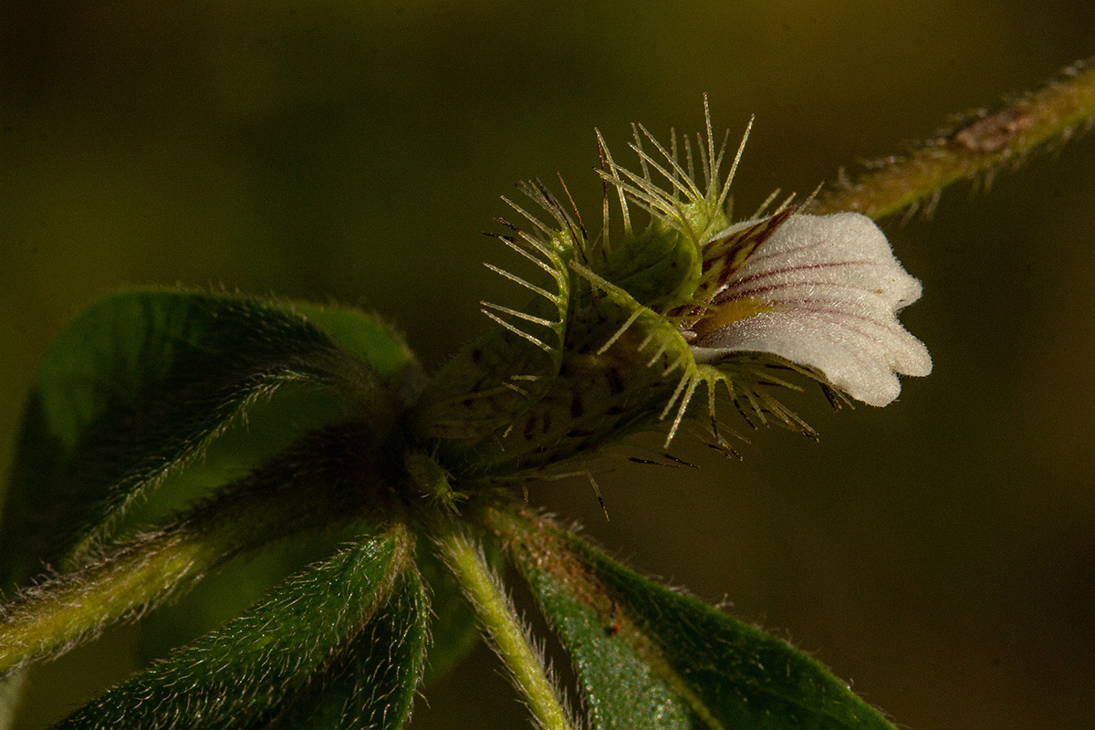 Blepharis maderaspatensis Blepharis maderaspatensis