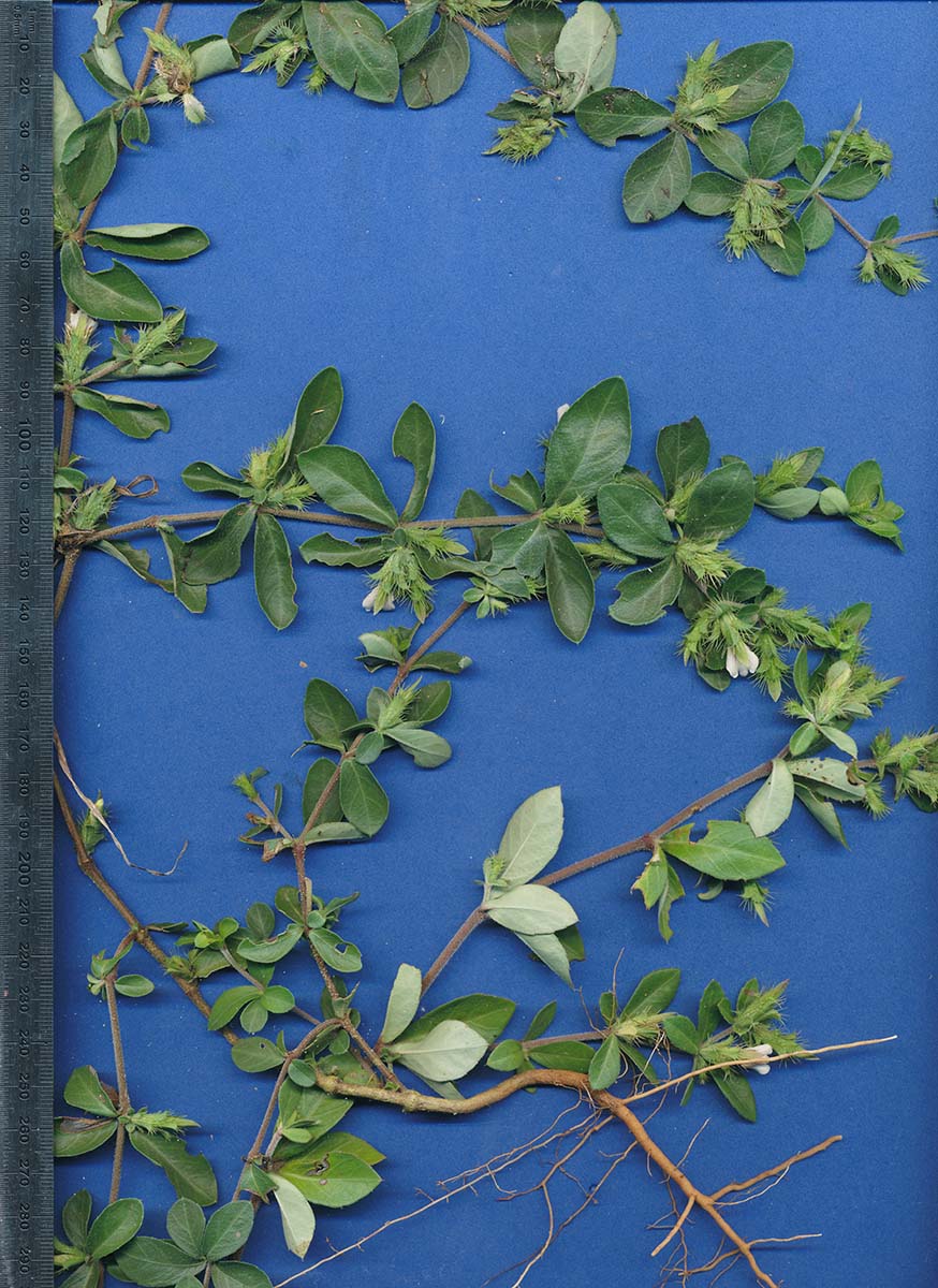 Blepharis maderaspatensis Blepharis maderaspatensis