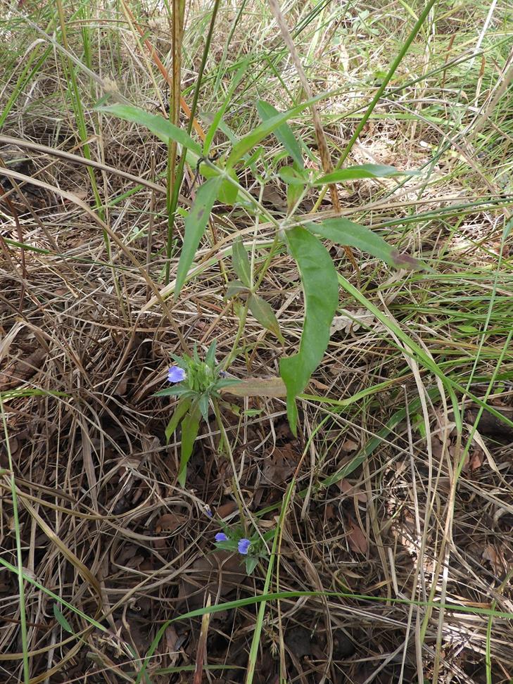 Blepharis tenuiramea Blepharis tenuiramea