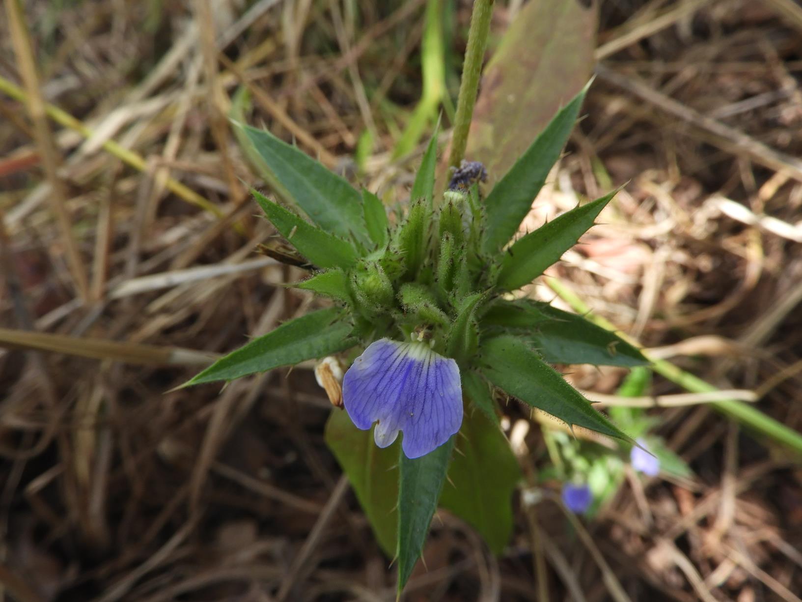 Blepharis tenuiramea