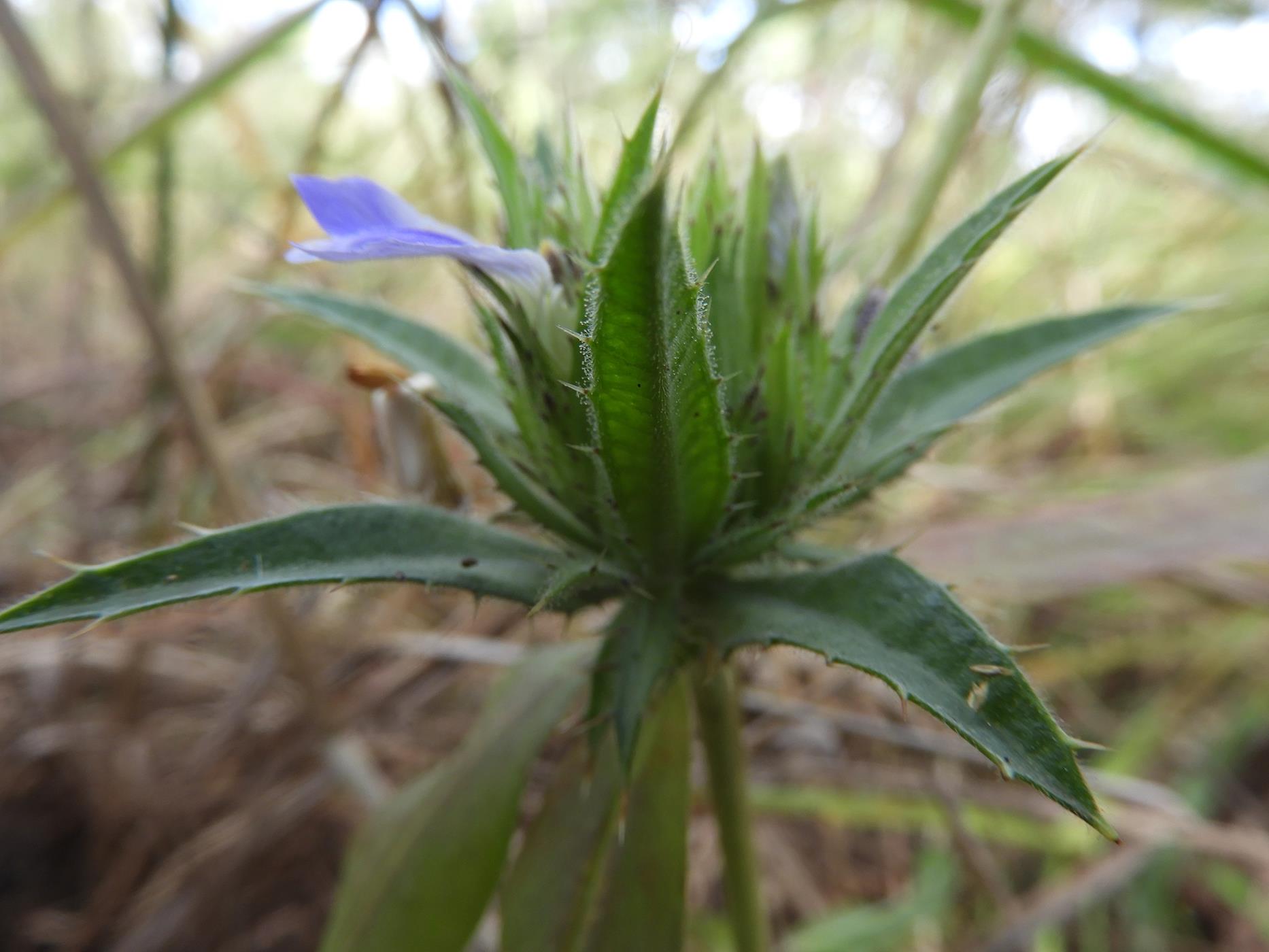 Blepharis tenuiramea