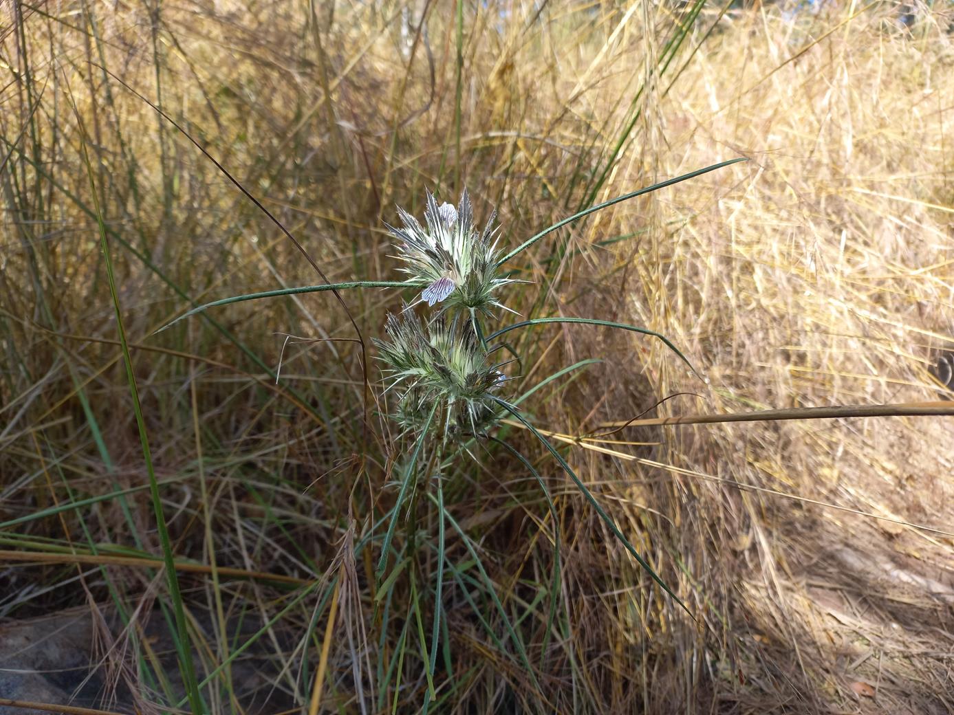 Blepharis tenuiramea Blepharis tenuiramea