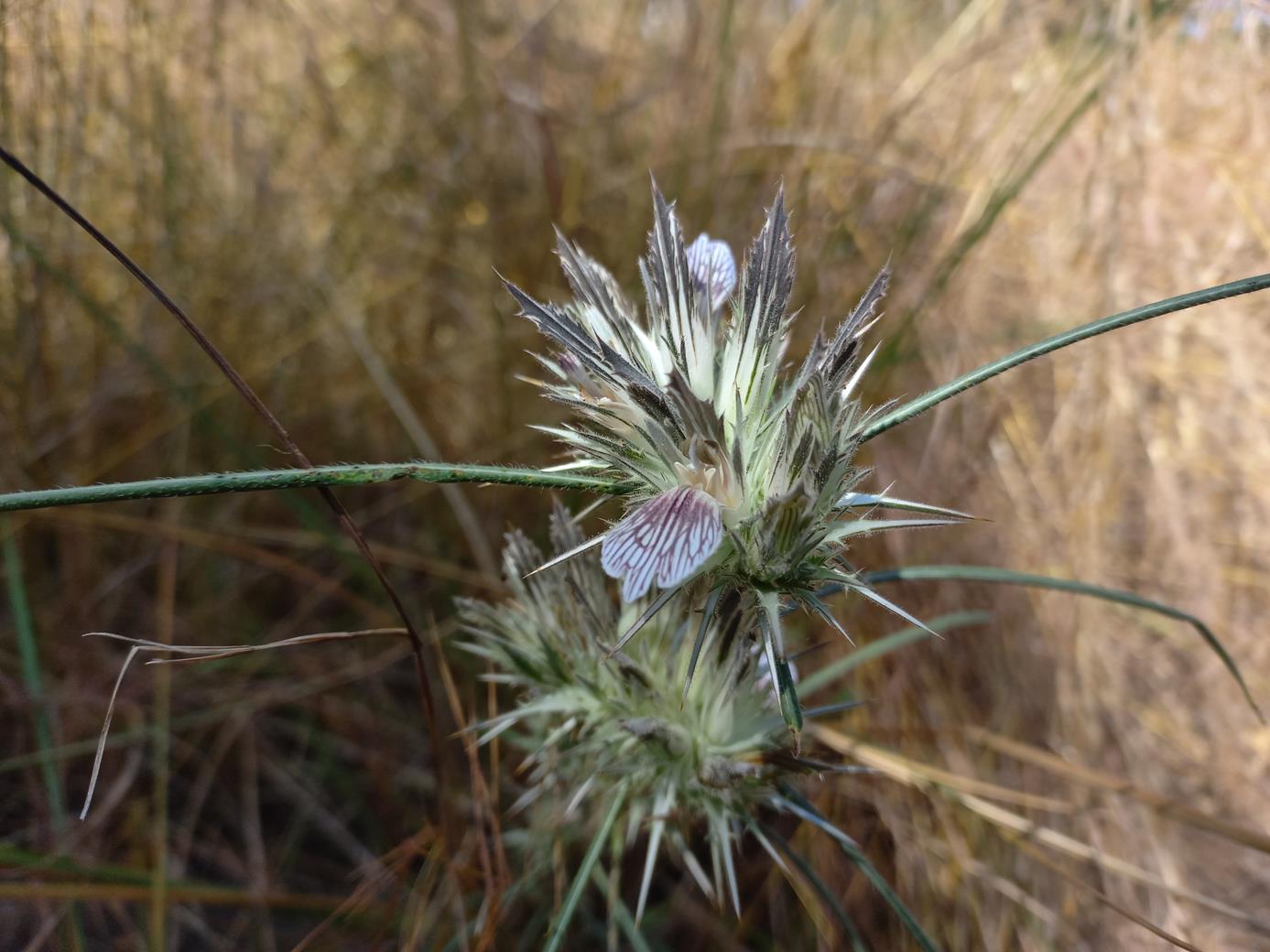Blepharis tenuiramea