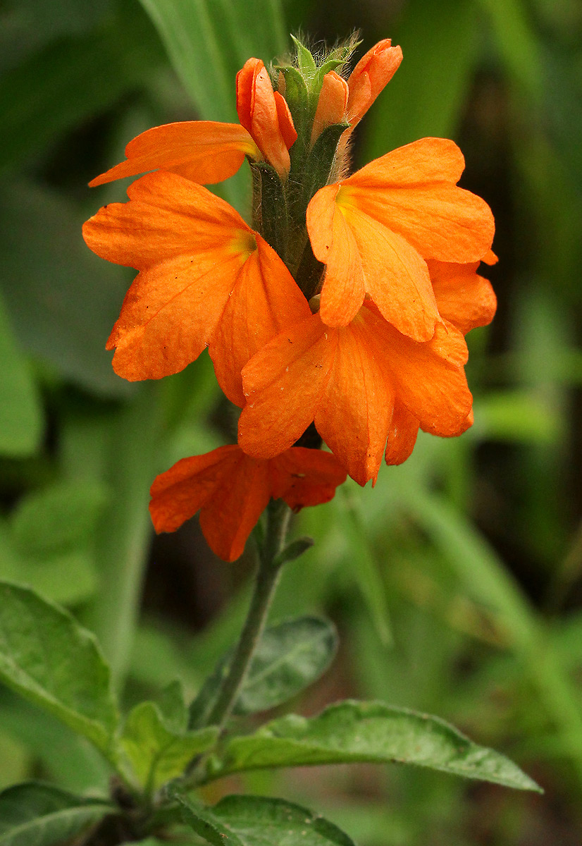 Crossandra mucronata Crossandra mucronata