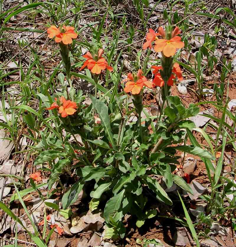Crossandra mucronata Crossandra mucronata