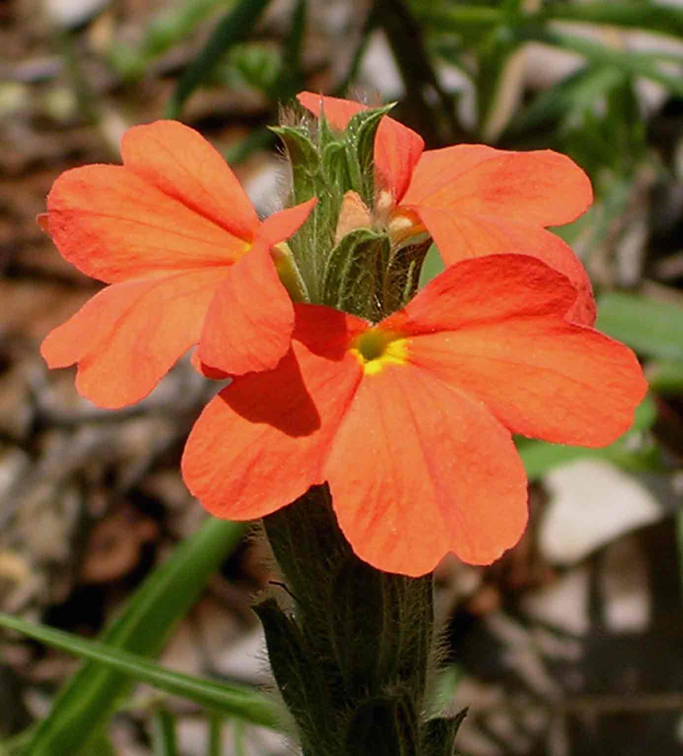 Crossandra mucronata Crossandra mucronata