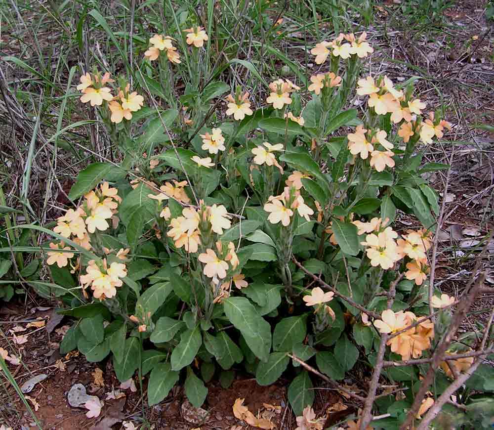 Crossandra mucronata Crossandra mucronata