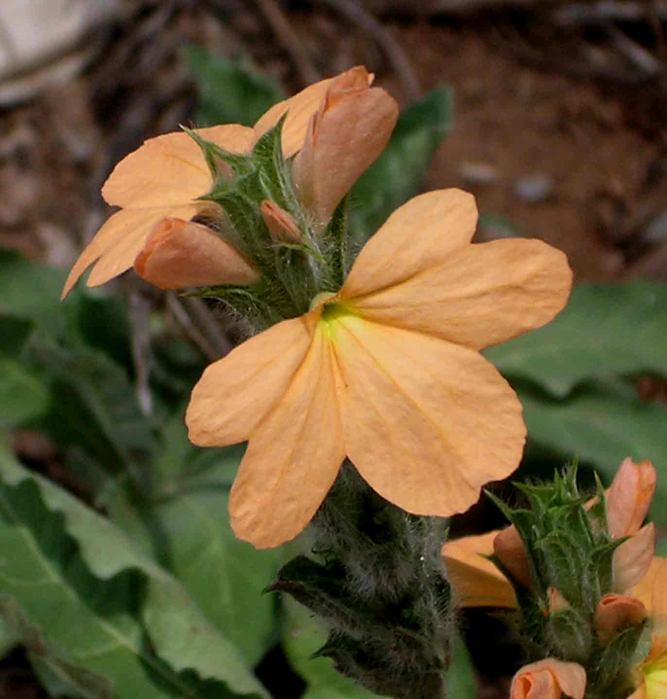 Crossandra mucronata Crossandra mucronata
