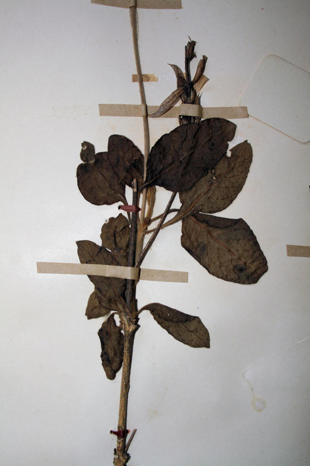 Crossandra mucronata Crossandra mucronata