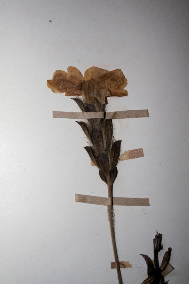 Crossandra mucronata Crossandra mucronata