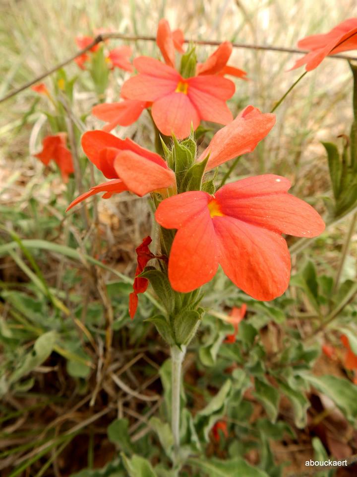 Crossandra mucronata Crossandra mucronata