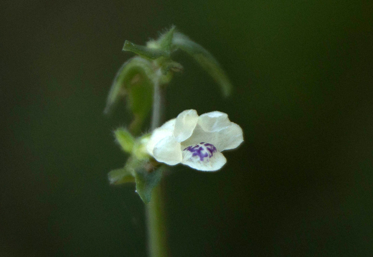 Asystasia intrusa Asystasia intrusa