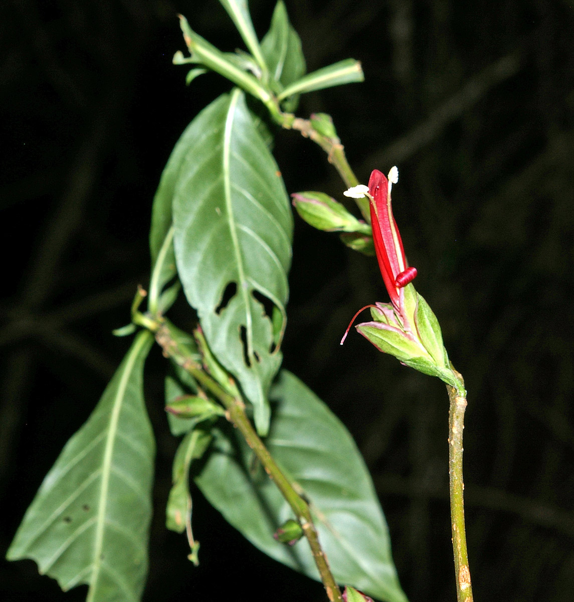 Anisotes pubinervius