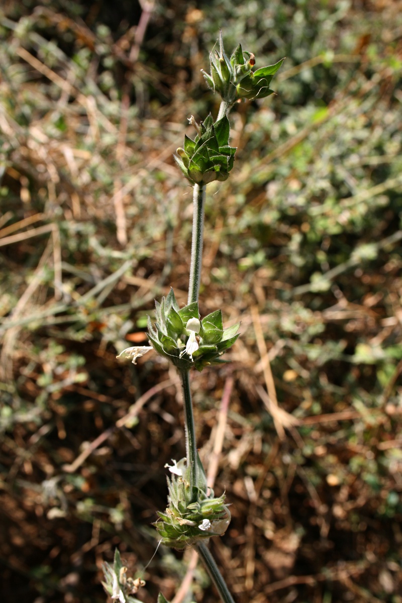 Dicliptera heterostegia Dicliptera heterostegia