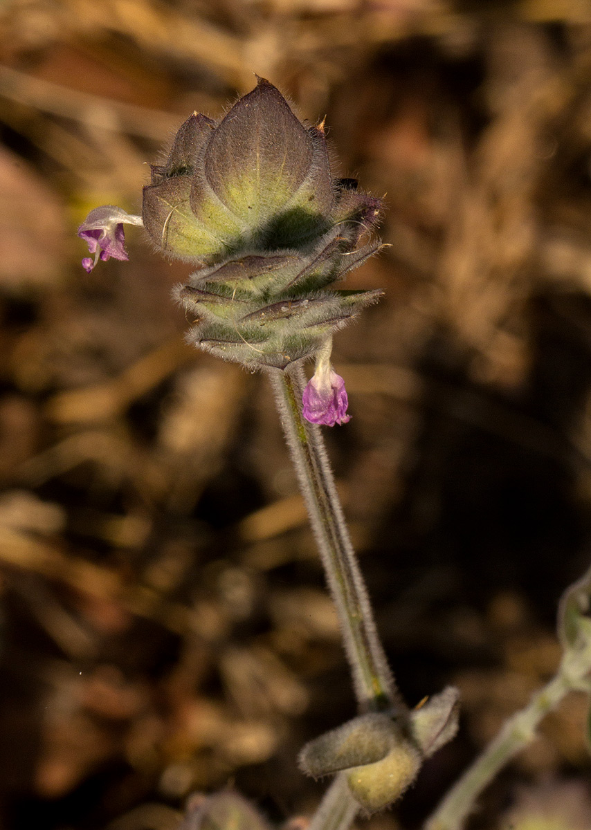 Dicliptera heterostegia Dicliptera heterostegia